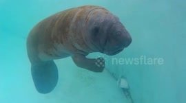 Underwater footage of rescued baby manatee following the camera