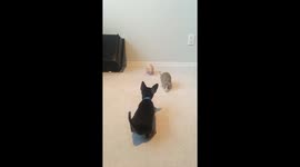 Puppy meets rat the same size