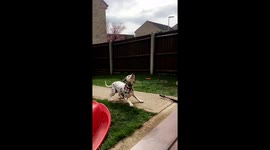 Dog fails at catching!