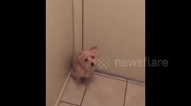 Dog Won't Let Owner Leave The House