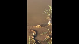 Two water snakes enjoy dinner while mating