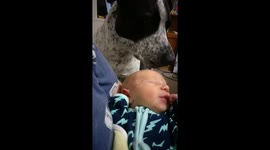 Precious first meet between cute dog and adorable newborn baby