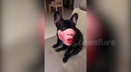 Glamorous French bulldog wears pouting face mask