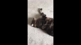 Fat Cat on a Mat