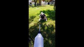 Pug scared of water bottle