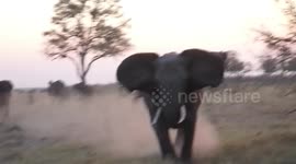 Elephant charges towards safari group in Botswana national park