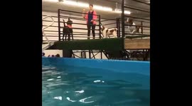 Dog makes a splash