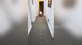 Saint Bernard celebrates 21st birthday in delicious way