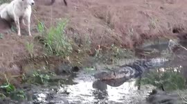 Dogs transfixed by massive monitor lizard in pond