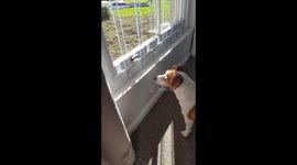 Dog vs bee