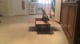 Clumsy cat loves playing fetch with owner