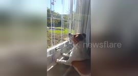 Watch a fearless Jack Russell terrier’s epic battle with a bee