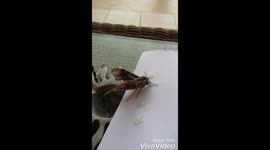 'Dead' moth rescued