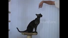 Oriental Shorthair cat does amazing tricks.