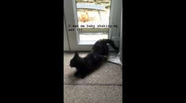 Cat twerking