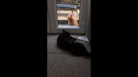 Cat tease ...... the love continues