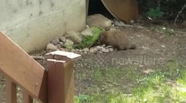 Groundhog in Montreal