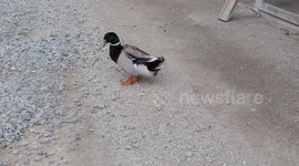 Duck Talk - Fun to watch them waddle around quacking all the time.