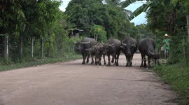 Thai farmer and his buffaloes walking on a country road.