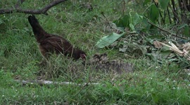 Mother hen and her chickens eating breakfast in the woods.