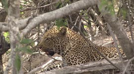 A stunning male Leopard in the shade panting, then moving to get more comfortable