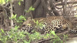 A stunning male Leopard lying in the shade, panting