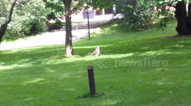 Rare view of a Red-Tailed Hawk, Ground Hunting!