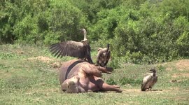 Gross! Vultures fighting over a dead Hippo.
