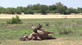 Vultures perching on a dead Hippo – at drying Engelhard Dam, Kruger