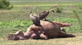 Vultures eating and perching on a dead Hippo – at drying Engelhard Dam