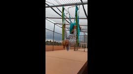 Yoga swing fail