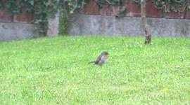 The early bird gets the worm.