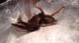 Watch a tarantula moult in time-lapse video