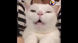 a cute cat meowing