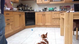This clever jack russell terrier is fully focused on his goal of getting the ball from the high table, he never gives up until, he achieves his goal.