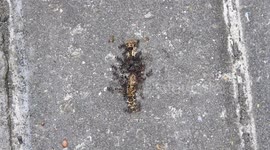 Hungry ants devouring a caterpillar (Timelapse)