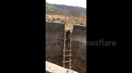 Moment snarling wild leopard rescued from well with makeshift ladder