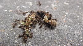 Hungry ants devouring a caterpillar (Closeup)