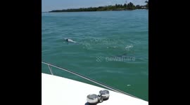 A funny dolphin swimming upside-down next to our boat