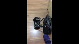 Just one cute playful pomeranian black