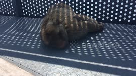 Macaque Barbary Apes on the Skywalk in Gibraltar