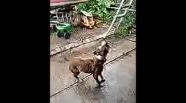 Dog and rain drops
