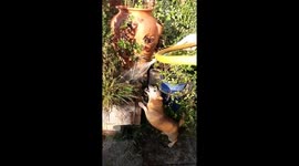 Small Jack Russell Dog is obsessed with a hosepipe & water, chasing eating drinking biting water