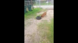 Tire dog