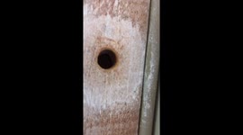 Get rid of Carpenter Bees with WD40!