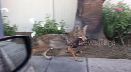 Coyote with a cat in mouth strolling down Sepulveda Blvd in Sherman Oaks, CA.