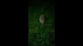 Curious Hedgehog is Getting Close to the Camera