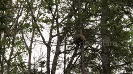 Porcupine crying like a baby in a tree