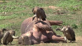 Yuck! White-backed Vulture eating a dead Hippo – close view