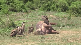 White-backed Vultures on a dead Hippo – looking for a way in